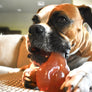 Tex's Premium Knuckle Bone