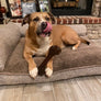 Tex’s Large Premium Ham Bone