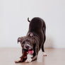 TEX'S PREMIUM PIGS EAR