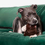 TEX'S PREMIUM PIGS EAR