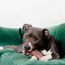 TEX'S PREMIUM BEEF TRACHEA