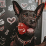 Tex's Premium Knuckle Bone