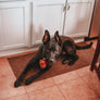 TEX's Premium Shank Bone