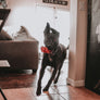 TEX's Premium Shank Bone